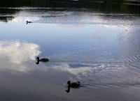 Click to enlarge photo of Evening Swim at Hessian Lake