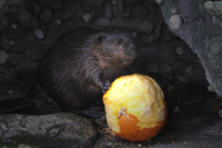 Click to enlarge photo of Beaver Eating a Pumpkin