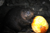 Click to enlarge photo of Beaver Posing for Photo