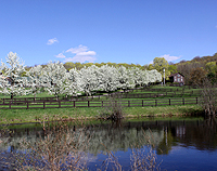 Horse Farm in North Salem, New York